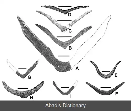 عکس داکوتاشکاری