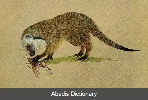 عکس خدنگ گامبیا