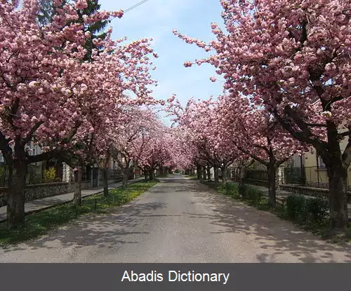 عکس کاپشوار