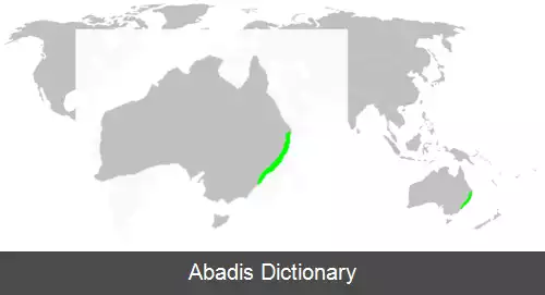 عکس عنکبوت باشکوه