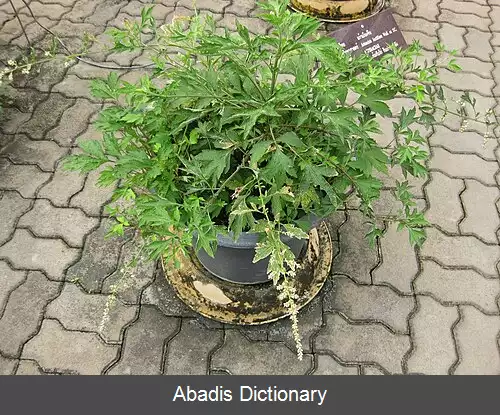 عکس برنجاسف سفید