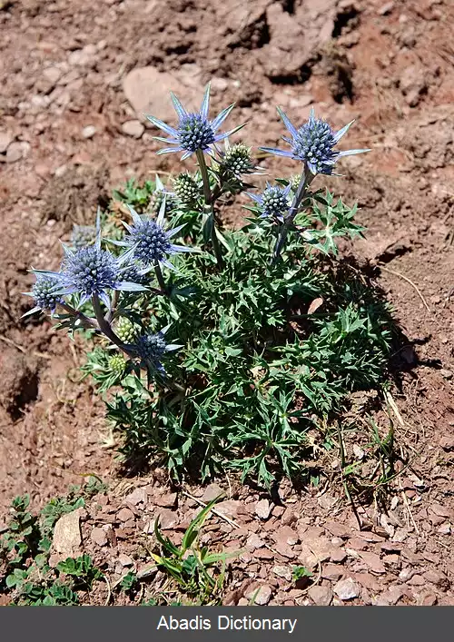 عکس دریای مقدس