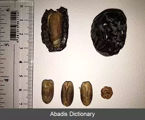 عکس خرمای عجوه