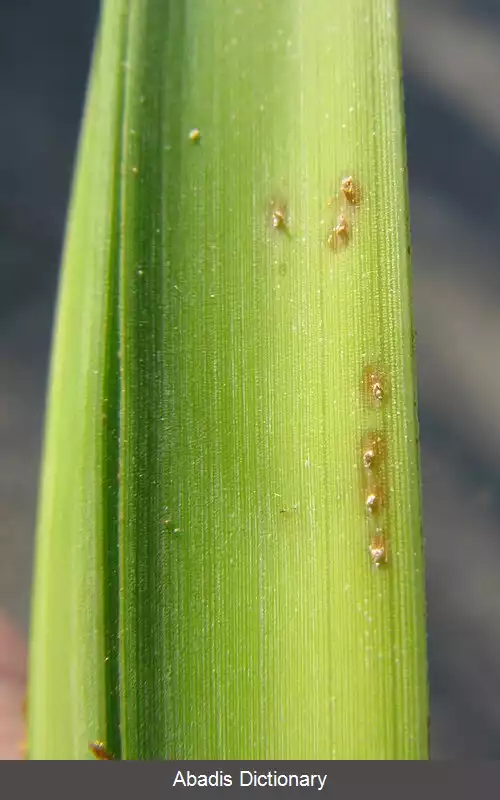 عکس زنجرک خرما