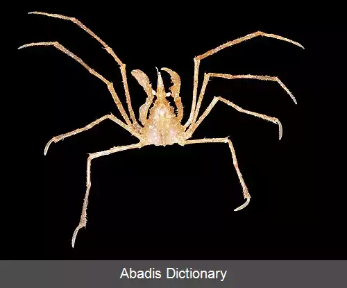 عکس عنکبوت پادراز