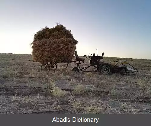 عکس کاریزمه