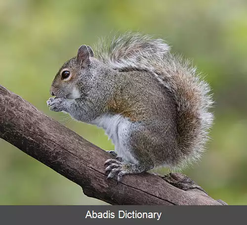عکس سنجاب خاکستری شرقی