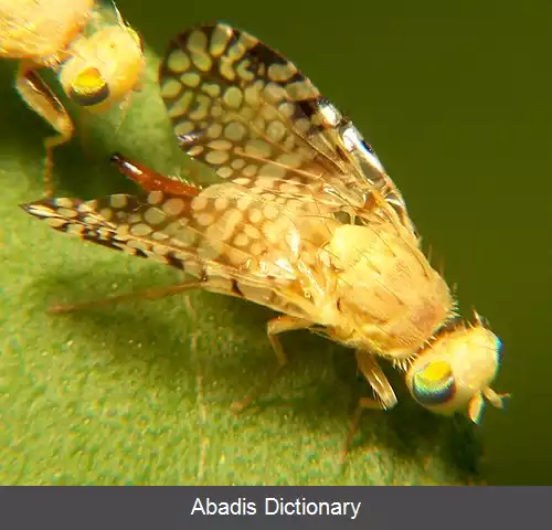 عکس مگس های طاووسی