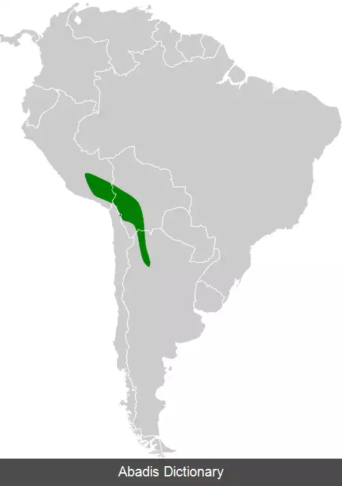 عکس سهره زرد پونا