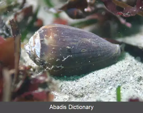 عکس قیفک واران