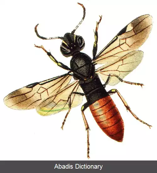 عکس زنبورهای چوبی انگلی