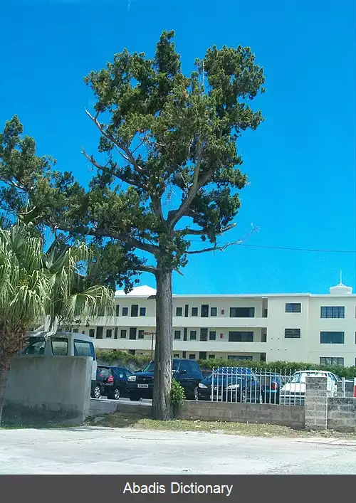 عکس ارس برمودا