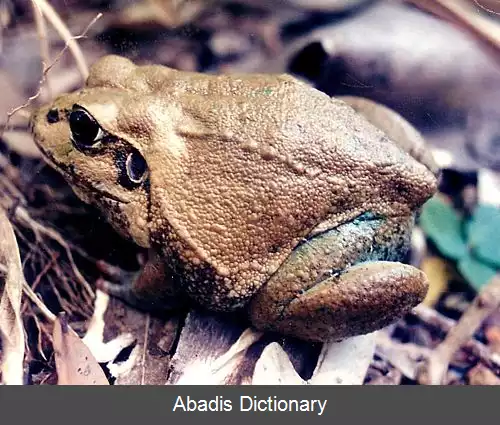 عکس قورباغه غول پیکر