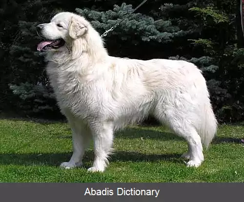 عکس اسلواک کواچ