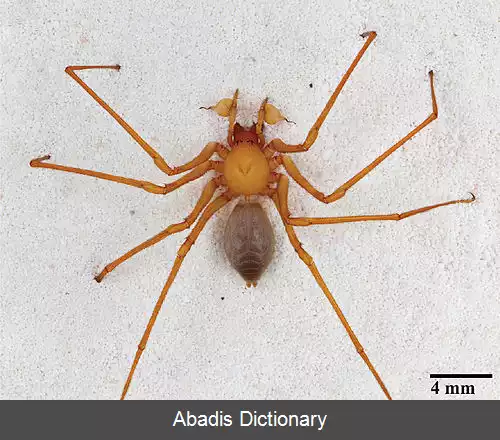 عکس عنکبوت های غارنشین درنده