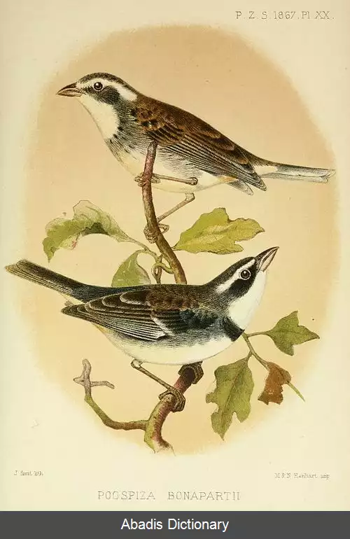 عکس سهره چهچهه زن طوقی