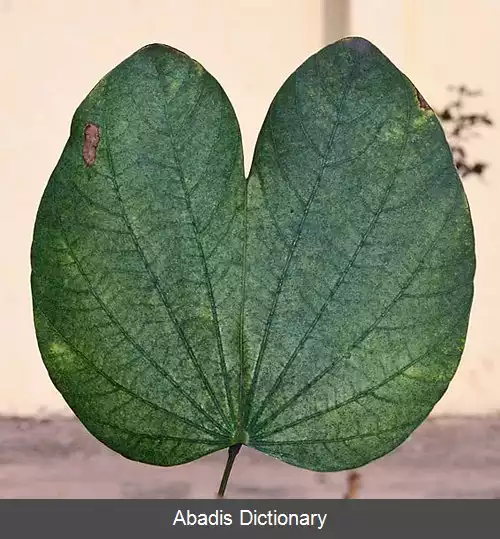 عکس درخت ارکیده هنگ کنگی
