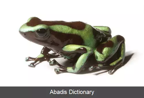 عکس قورباغه زهرآگین سبزوسیاه