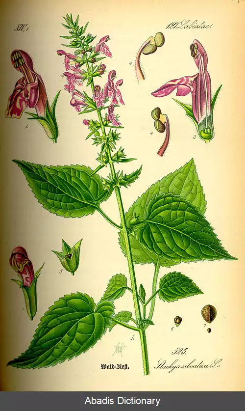 عکس سنبله ای جنگلی