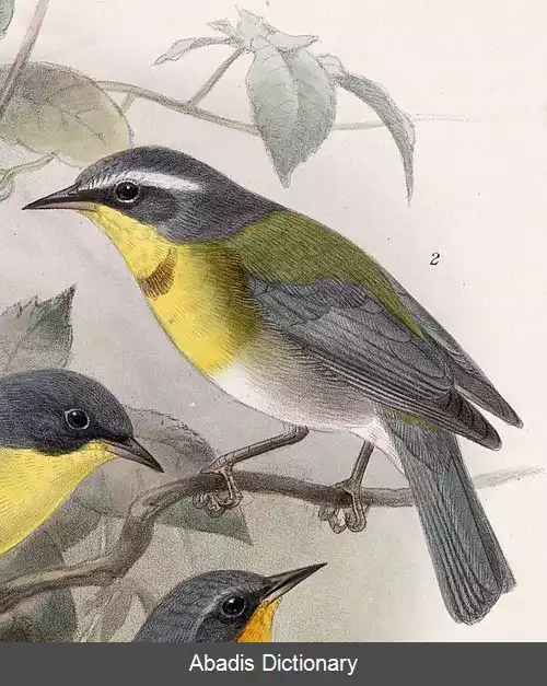 عکس سسک سینه هلالی