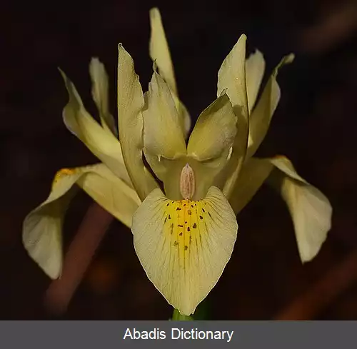 عکس زنبق وینوگرادوف