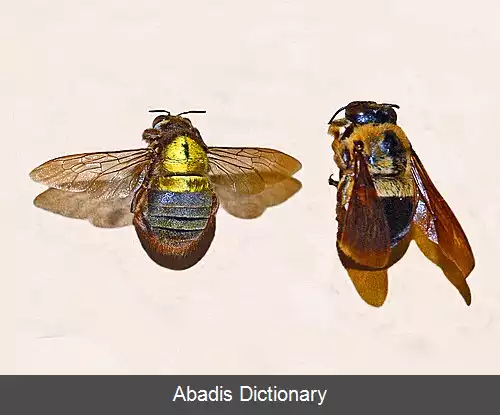 عکس زنبور درودگر آفریقایی