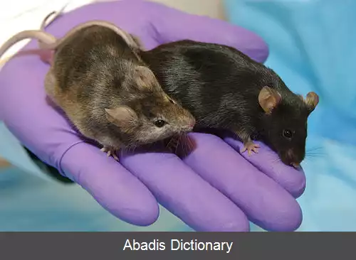 عکس موش اصلاح شده ژنتیکی