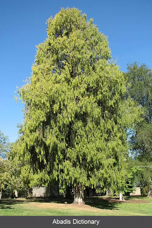 عکس سرو مجنون چینی