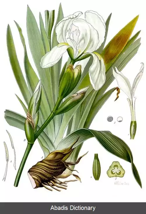 عکس زنبق فلورانسی