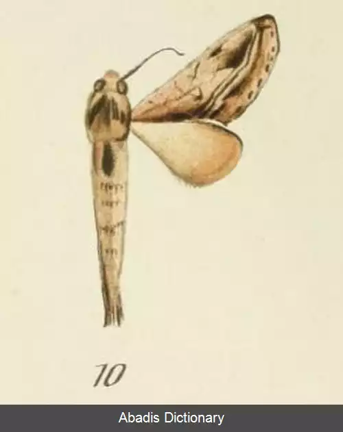 عکس دم پارویی ها