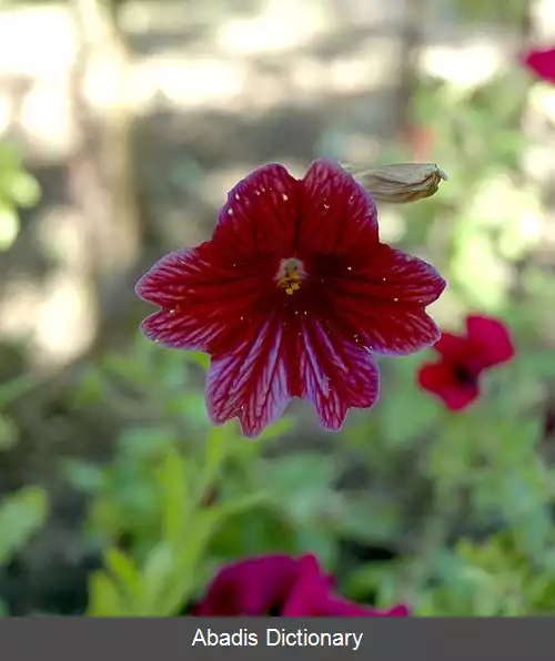 عکس زبان نقش دار (سالپی گلوسیس)