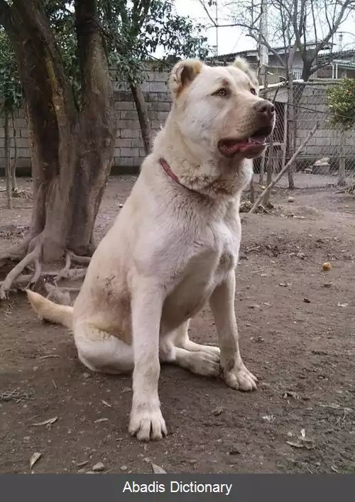 عکس سگ کوچی