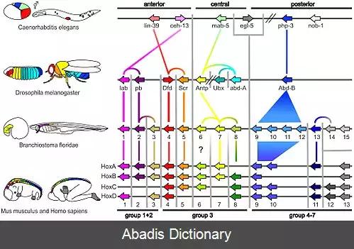 عکس زیست شناسی تکوینی فرگشتی