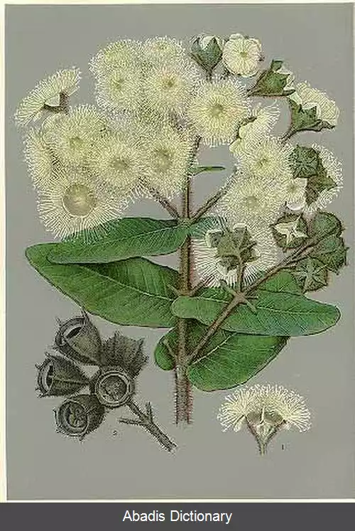 عکس سیب کوتوله