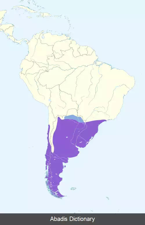 عکس کاراکارای چیمانگو