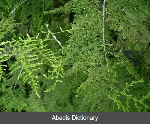 عکس مارچوبه سرخسی