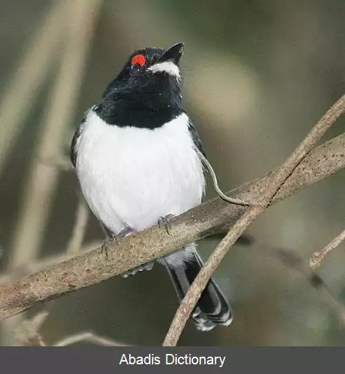 عکس چشم پوپی گلوسیاه
