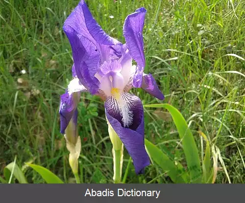 عکس زنبق مارسیکی