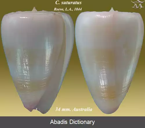 عکس قیفک بنفش پایه