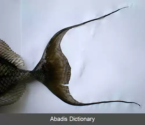 عکس فریباماهی باله مویی