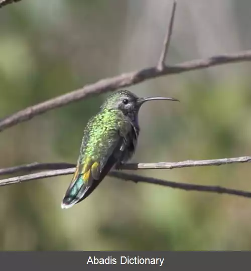 عکس زرین گلو