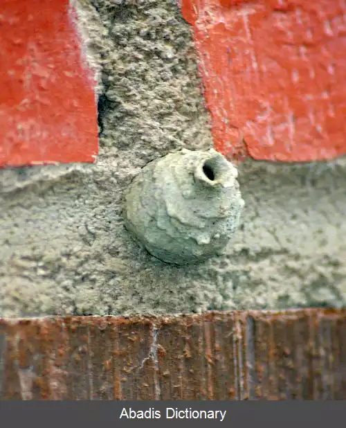 عکس زنبور کوزه گر