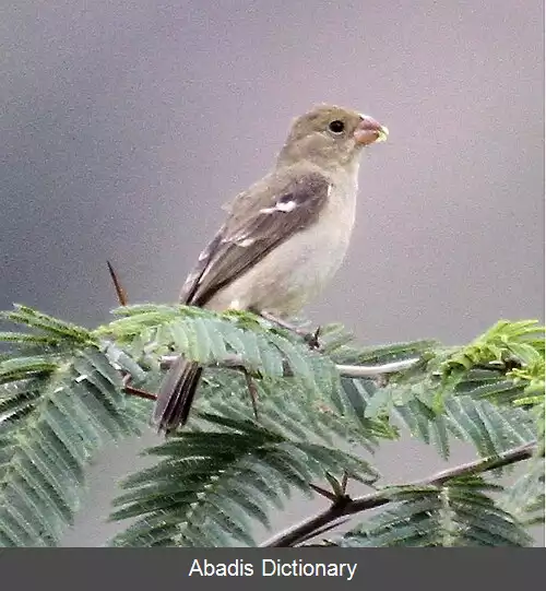 عکس دانه خوار دلگیر