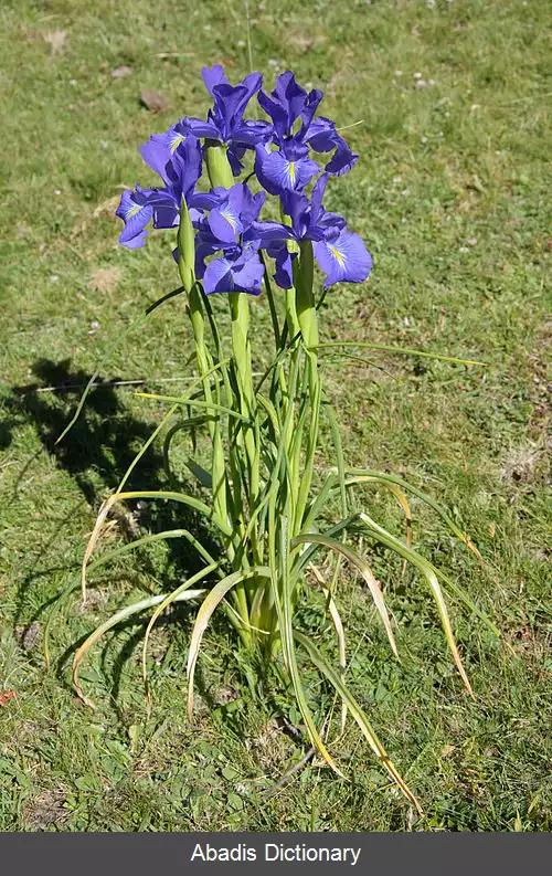 عکس زنبق انگلیسی