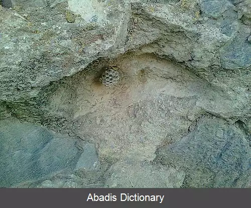 عکس زنبورهای زرد