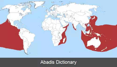 عکس زرکوب ماهی آینه ای