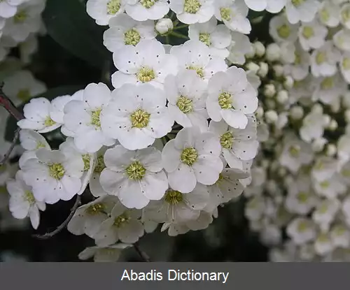 عکس اسپیره کانادایی