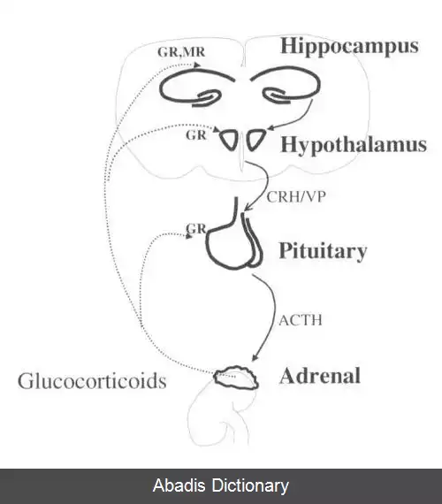 عکس محور هیپوتالاموس هیپوفیز فوق کلیه
