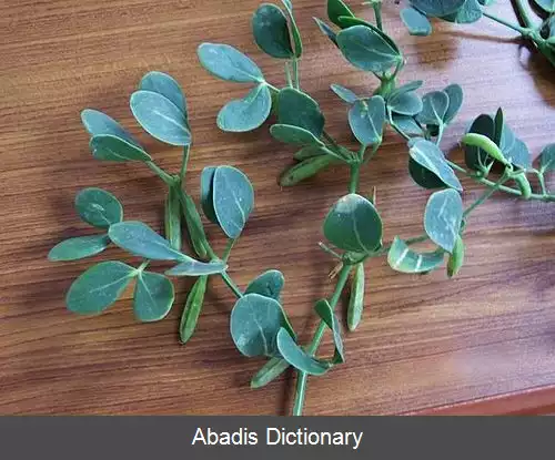 عکس قیچ لوبیایی