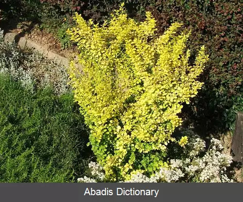 عکس زرشک زینتی